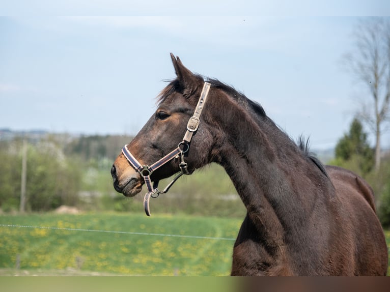 German Trotter Mare 20 years 16 hh Brown in Schlierbach
