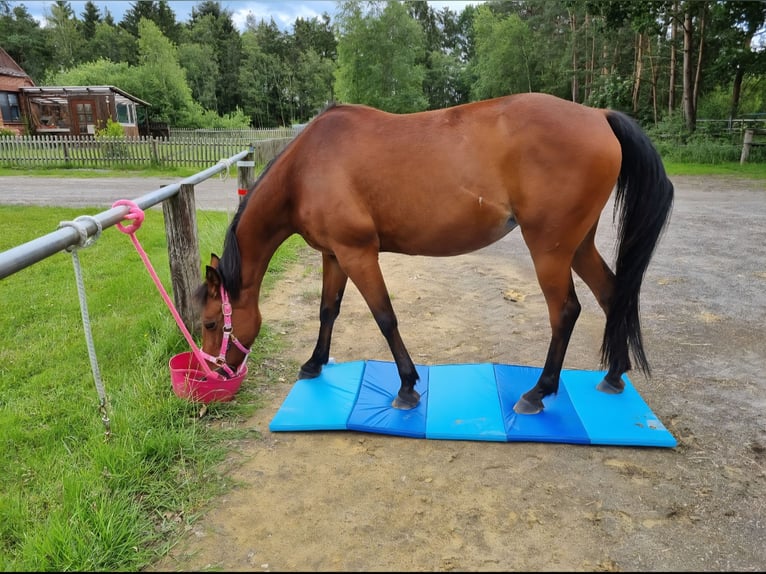 German Trotter Mare 21 years 15.2 hh Brown in Vollersode