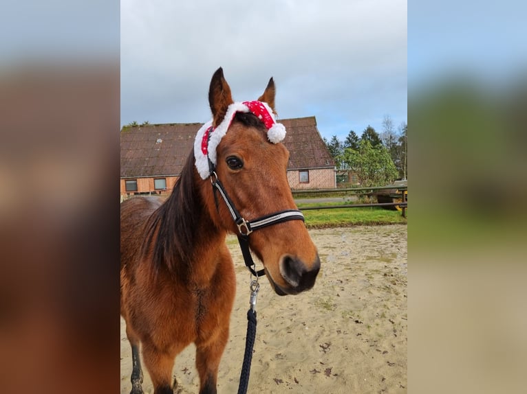 German Trotter Mare 21 years 15,2 hh Brown in Vollersode