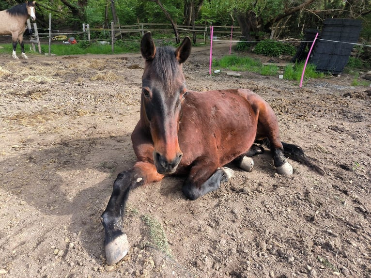 German Trotter Mare 23 years 14,3 hh Bay-Dark in Alfter