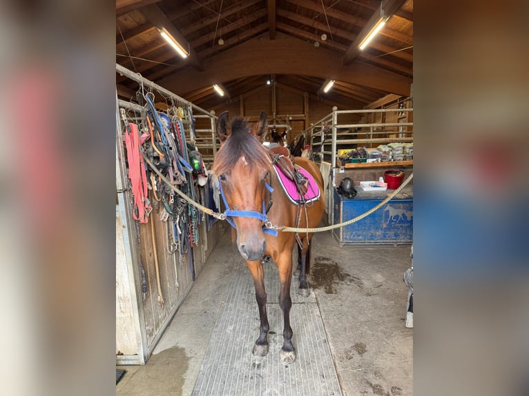 German Trotter Mare 3 years 15 hh Brown in Bruckmühl