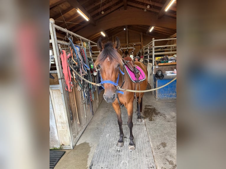 German Trotter Mare 3 years 15 hh Brown in Bruckmühl