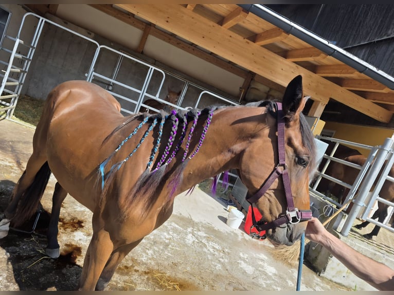 German Trotter Mare 3 years Brown in Innsbruck
