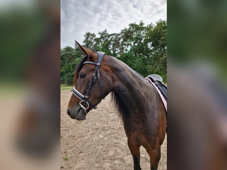 German Trotter Mare 4 years 15,1 hh Bay-Dark in Wandlitz