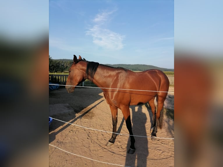 German Trotter Mare 4 years 15,2 hh Brown in Freystadt