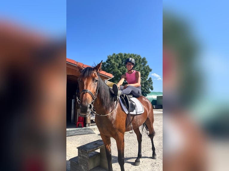 German Trotter Mare 4 years 15.3 hh Brown in Bruckmühl