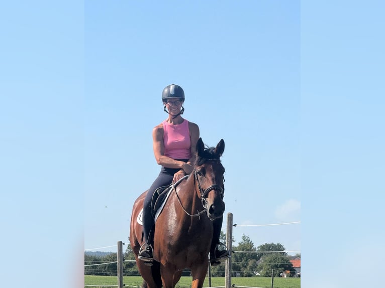 German Trotter Mare 4 years 15.3 hh Brown in Bruckmühl