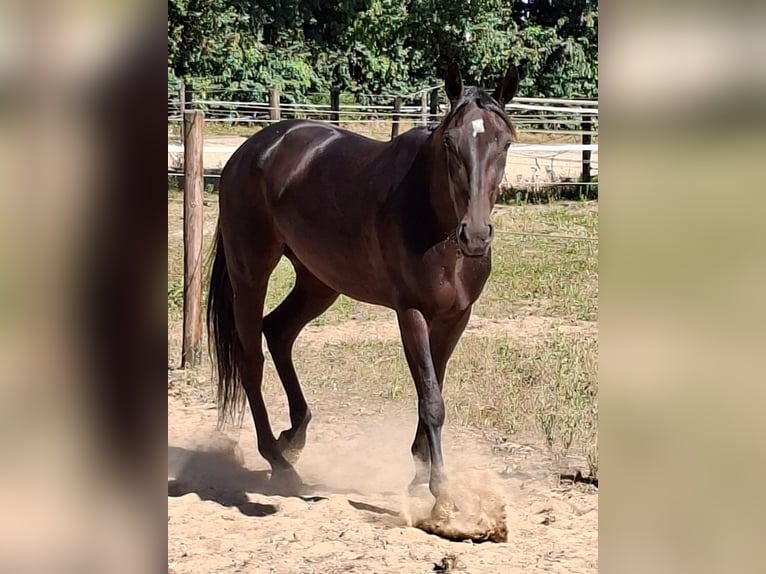 German Trotter Mare 4 years 15 hh Bay-Dark in M&#xFC;lheim an der Ruhr