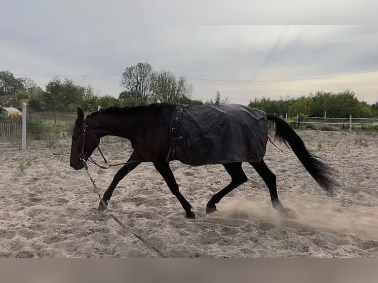 German Trotter Mare 4 years 15,2 hh Bay-Dark in Kiskunfélegyháza