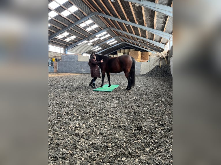 German Trotter Mare 5 years 15.1 hh Bay-Dark in Titz