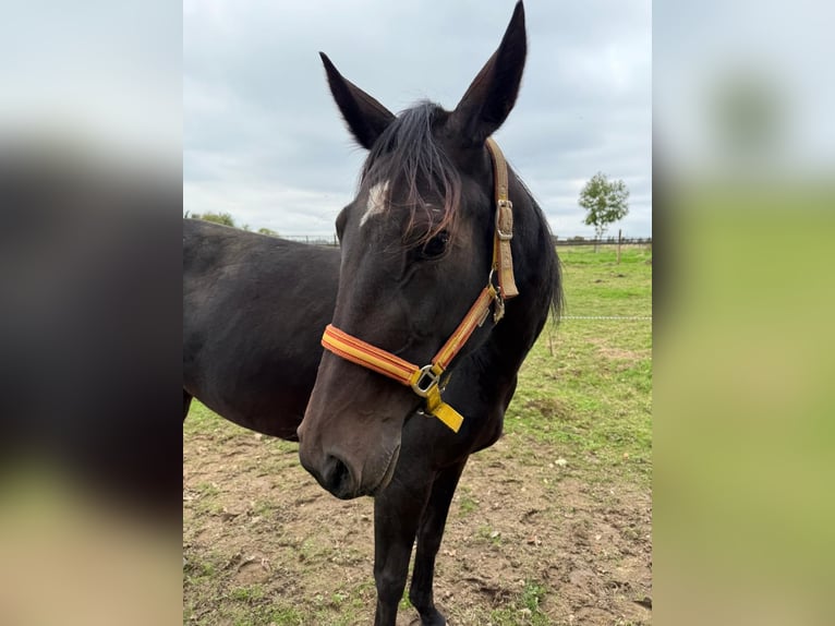 German Trotter Mare 5 years 15 hh Bay-Dark in Mülheim an der Ruhr