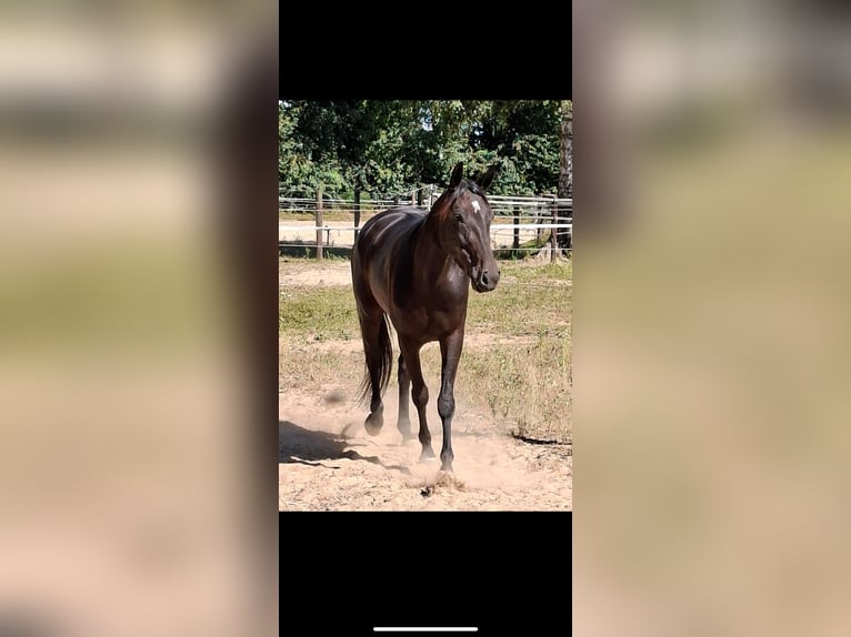 German Trotter Mare 5 years 15 hh Bay-Dark in Mülheim an der Ruhr