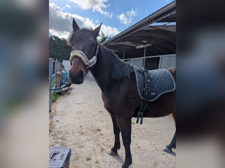 German Trotter Mare 5 years 15,1 hh Bay-Dark in Titz