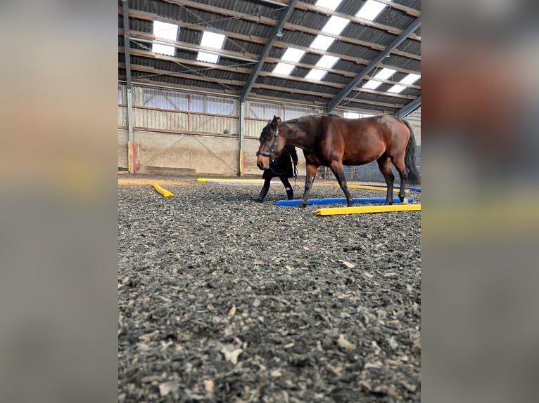 German Trotter Mare 5 years 15,1 hh Bay-Dark in Titz
