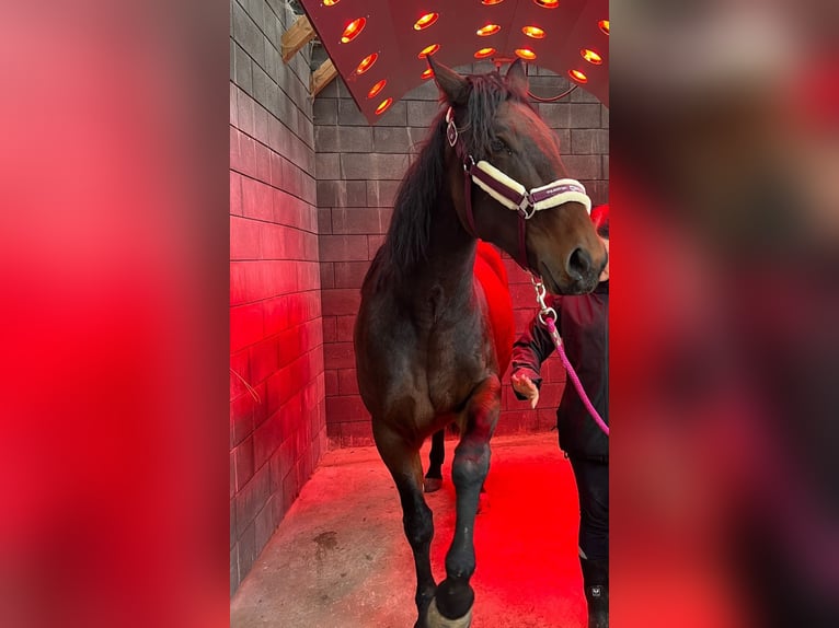 German Trotter Mare 5 years 15,1 hh Bay-Dark in Titz