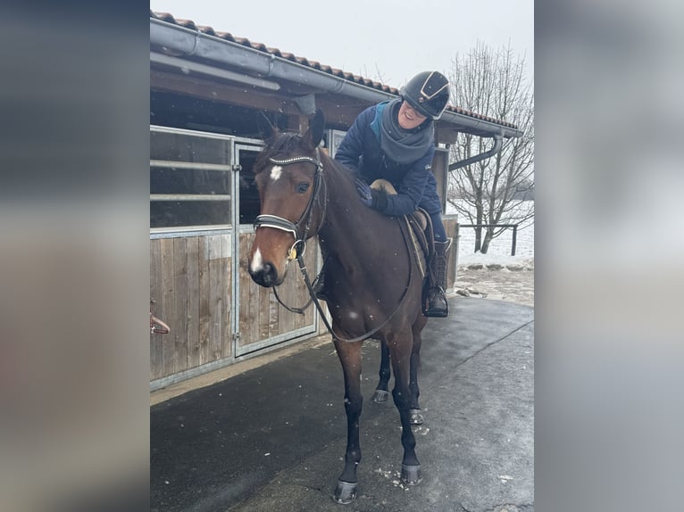 German Trotter Mare 5 years 15,2 hh Brown in Bruckmühl
