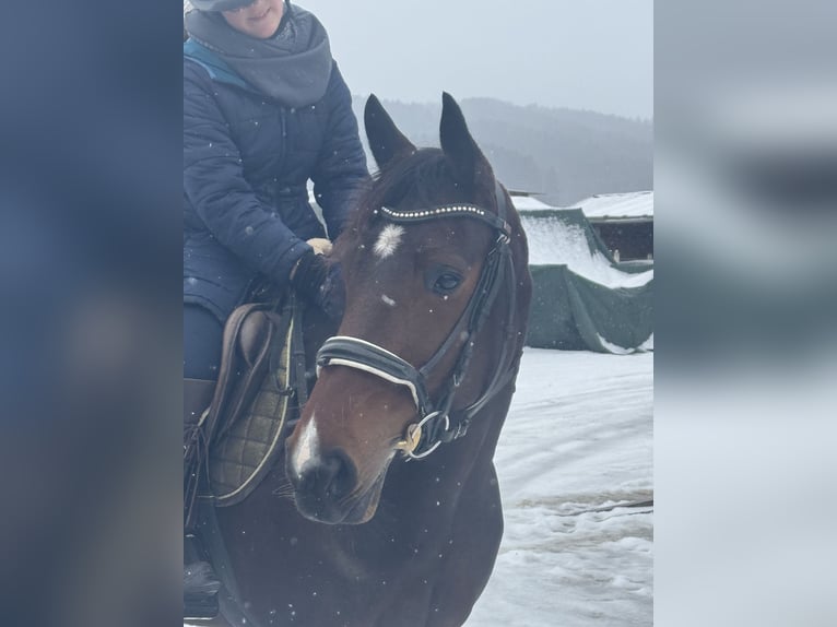 German Trotter Mare 5 years 15,2 hh Brown in Bruckmühl