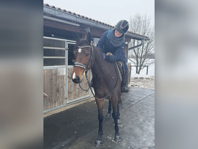 German Trotter Mare 5 years 15,2 hh Brown in Bruckmühl