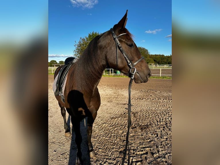 German Trotter Mare 5 years 15,2 hh in Marl