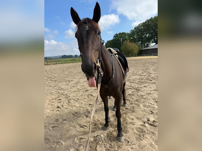 German Trotter Mare 5 years 15,2 hh in Marl
