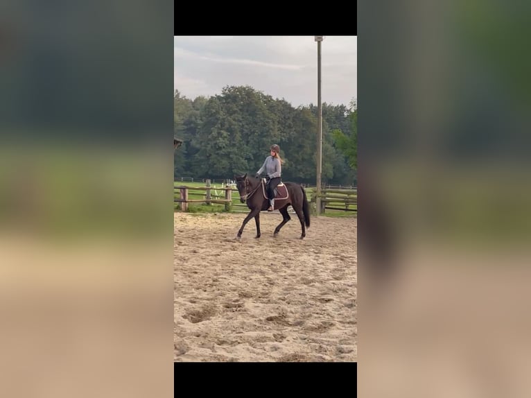 German Trotter Mare 5 years 15,2 hh in Marl