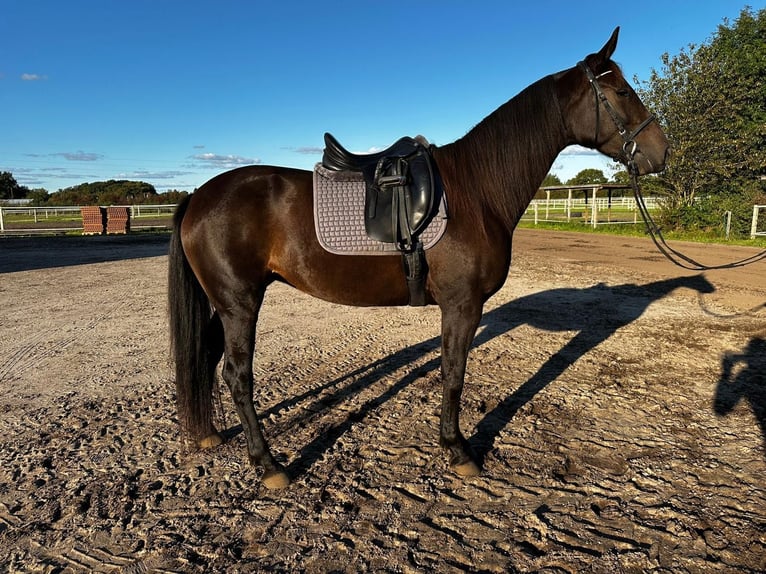 German Trotter Mare 5 years 15,2 hh in Marl