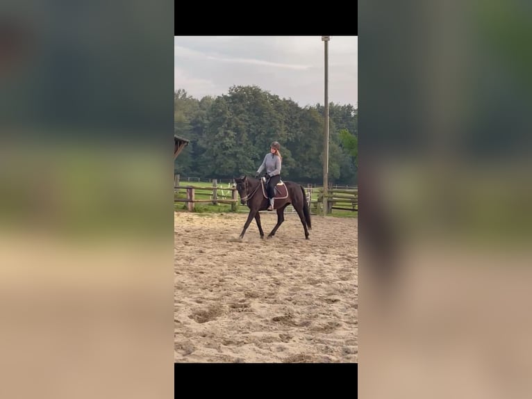 German Trotter Mare 5 years 15,2 hh in Marl