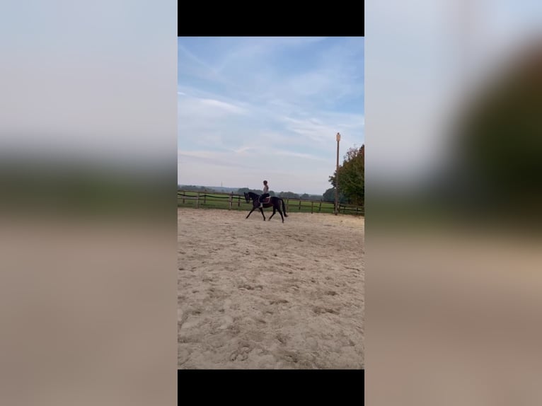 German Trotter Mare 5 years 15,2 hh in Marl
