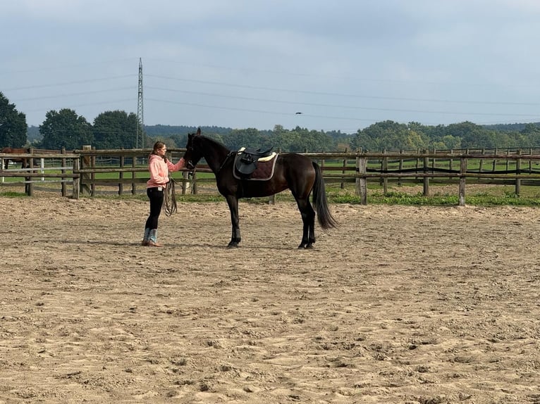 German Trotter Mare 5 years 15,2 hh in Marl