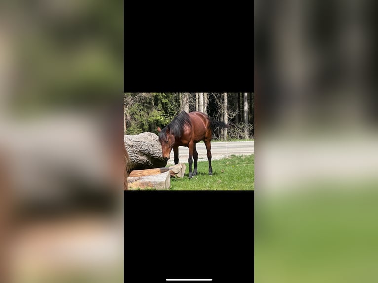 German Trotter Mare 5 years 16,1 hh Brown in Landsberg am Lech