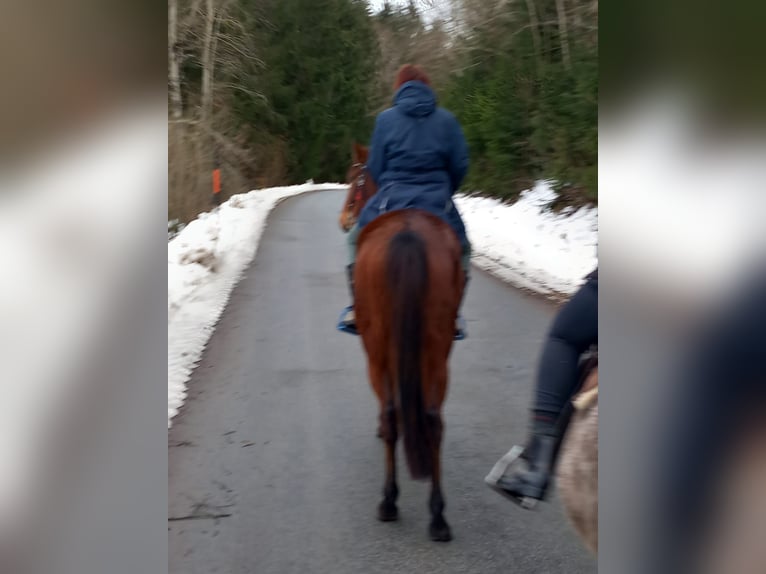 German Trotter Mare 5 years 16 hh Bay-Dark in Frauenau