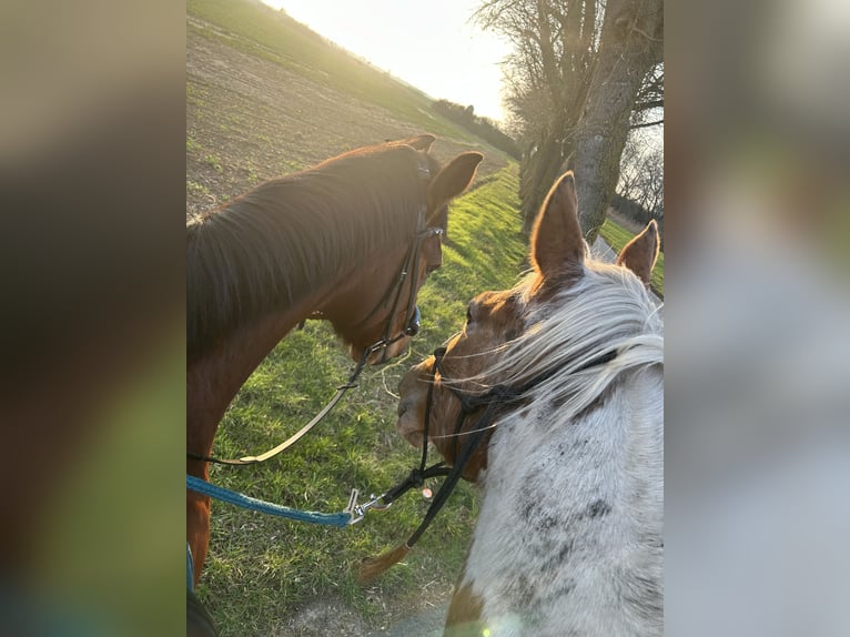 German Trotter Mix Mare 5 years 16 hh Pinto in Kuhfelde