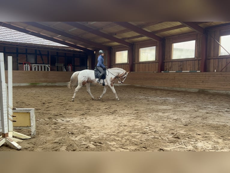 German Trotter Mix Mare 5 years 16 hh Pinto in Kuhfelde