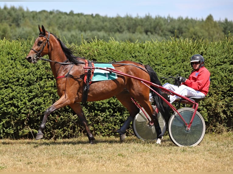 German Trotter Mare 5 years Brown in Geisenhausen