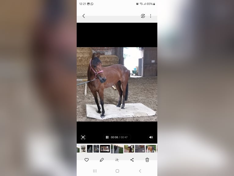 German Trotter Mare 6 years 14,2 hh Brown in Recklinghausen