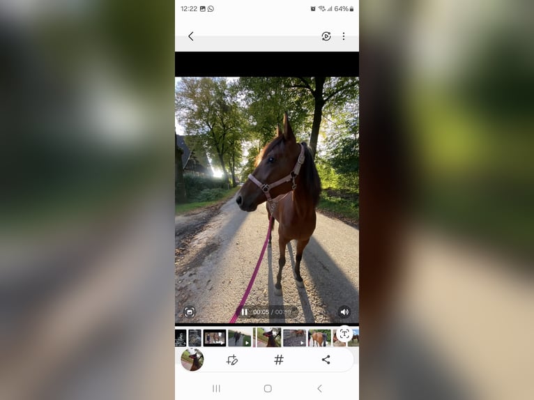 German Trotter Mare 6 years 14,2 hh Brown in Recklinghausen