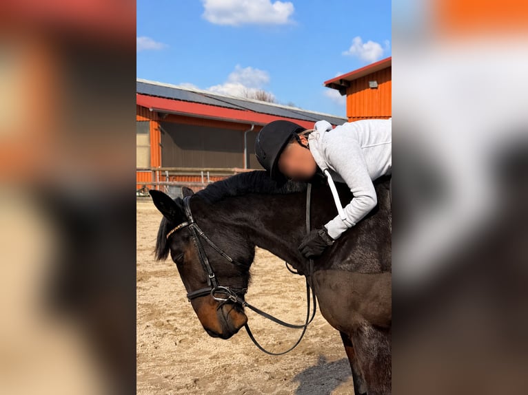 German Trotter Mare 6 years 15.1 hh Bay-Dark in Bochum