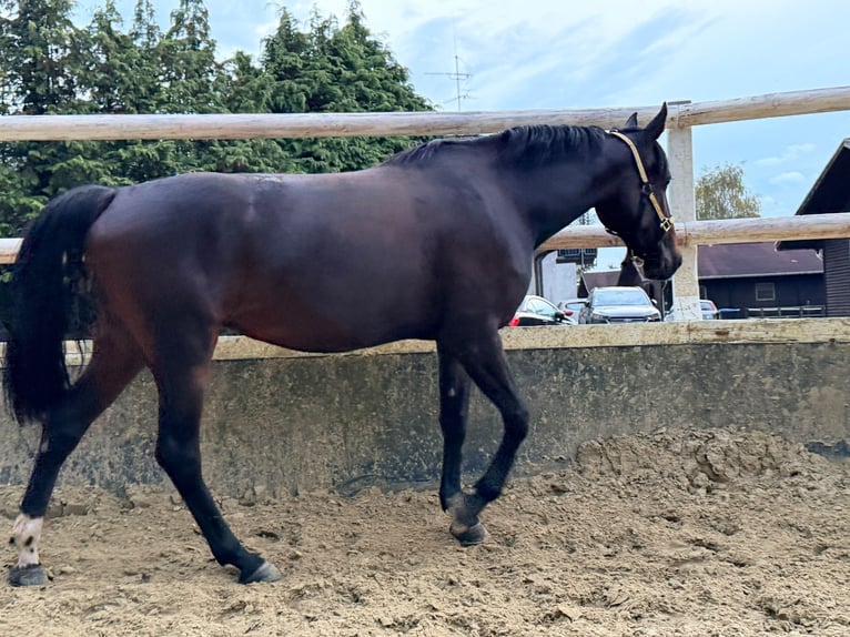 German Trotter Mare 6 years 15.1 hh Bay-Dark in Bochum