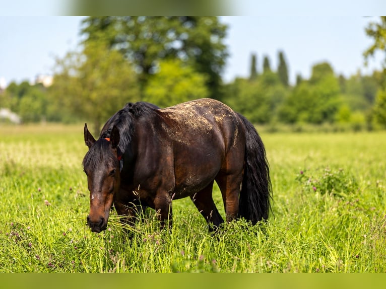 German Trotter Mare 6 years 15.1 hh Bay-Dark in Bochum