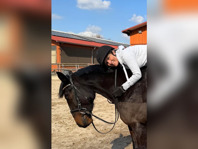 German Trotter Mare 6 years 15.1 hh Bay-Dark in Bochum