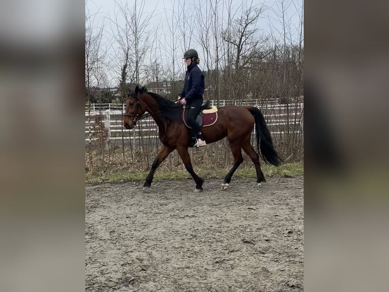 German Trotter Mare 6 years 15,2 hh Brown in Alveslohe