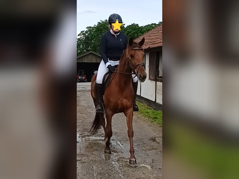 German Trotter Mare 6 years 15 hh Chestnut-Red in Gladbeck