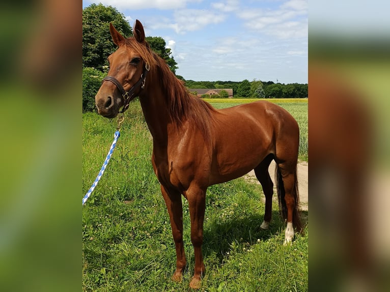 German Trotter Mare 6 years 15 hh Chestnut-Red in Gladbeck
