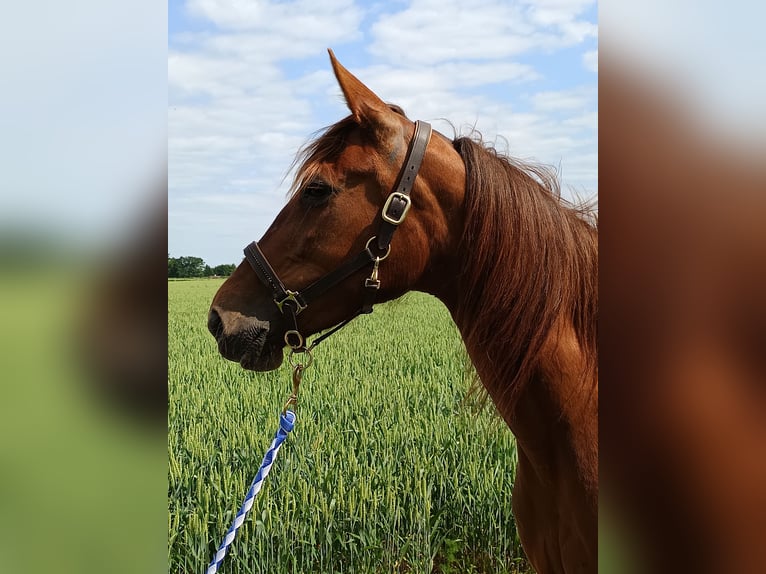 German Trotter Mare 6 years 15 hh Chestnut-Red in Gladbeck