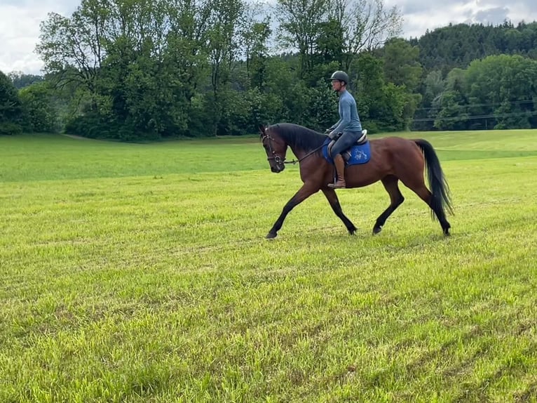 German Trotter Mare 6 years 16 hh Brown in Bruckm&#xFC;hl