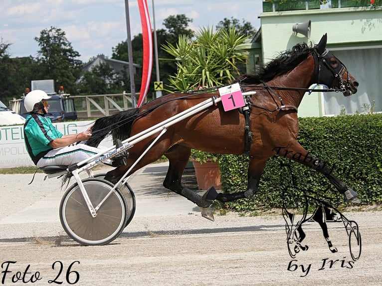 German Trotter Mare 6 years 16 hh Brown in Bierbaum am Kleebühel