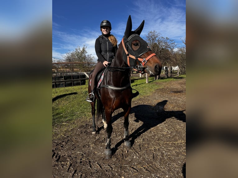 German Trotter Mare 6 years 16 hh Brown in Bierbaum am Kleebühel