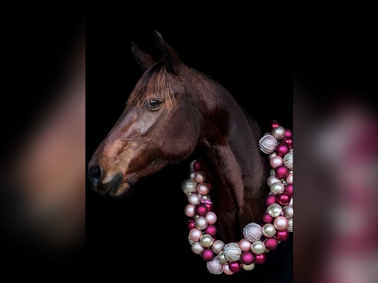 German Trotter Mare 7 years 14,2 hh Brown in Goch