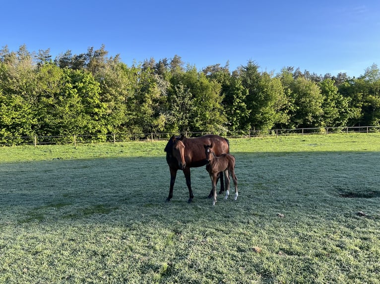 German Trotter Mare 7 years 14,3 hh Brown in De Kiel