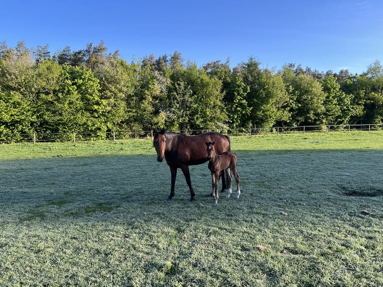 German Trotter Mare 7 years 14,3 hh Brown in De Kiel